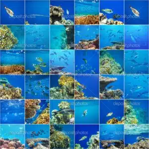 Coral fish tiles